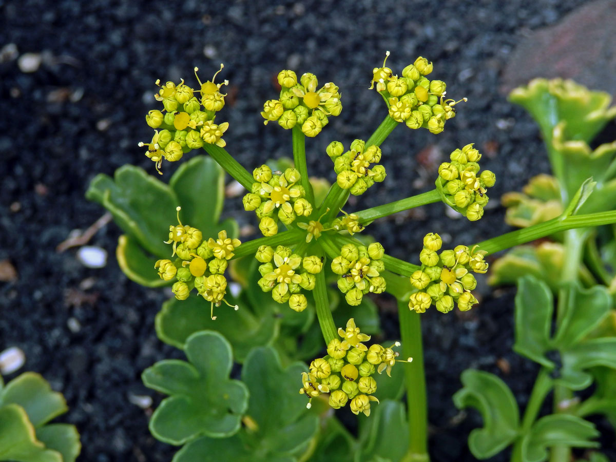 Astydamia latifolia (L. f.) Kuntze)