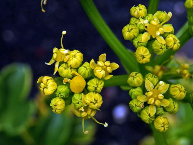 Astydamia latifolia (L. f.) Kuntze)