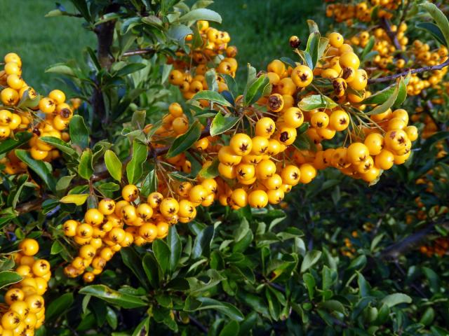 Hlohyně šarlatová (Pyracantha coccinea M. J. Roemer)