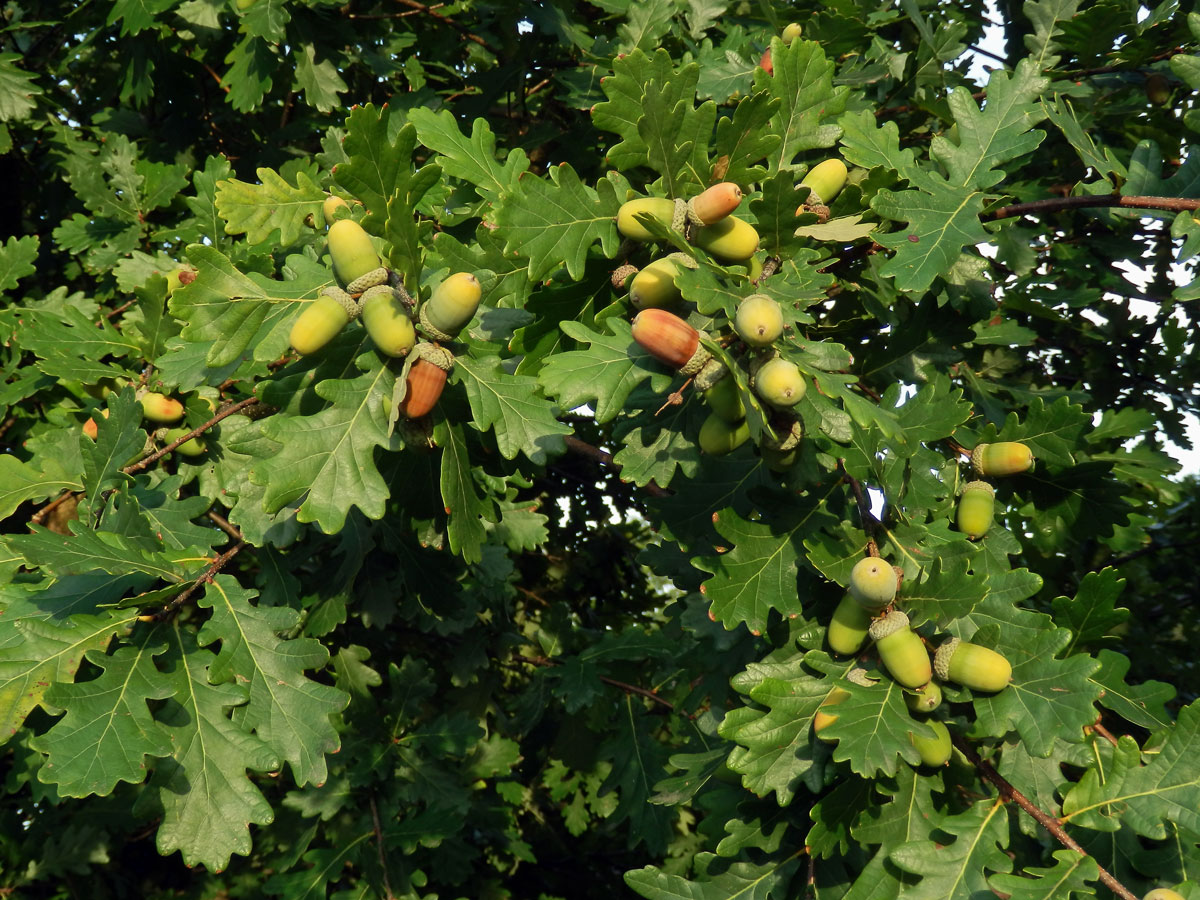 Dub letní (Quercus robur L.)