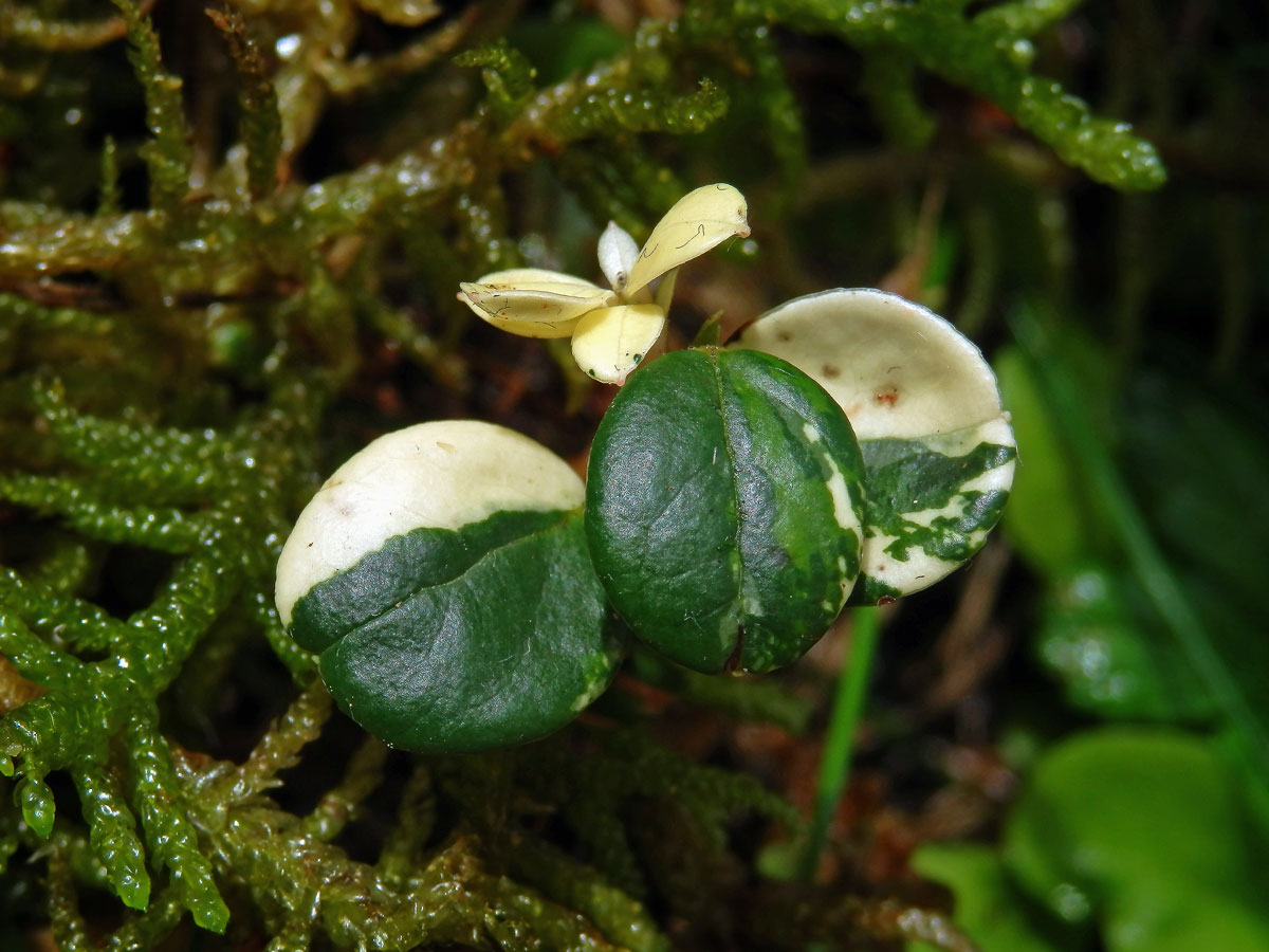 Brusnice brusinka (Vaccinium vitis-idaea L.) s panašovanými listy (5)