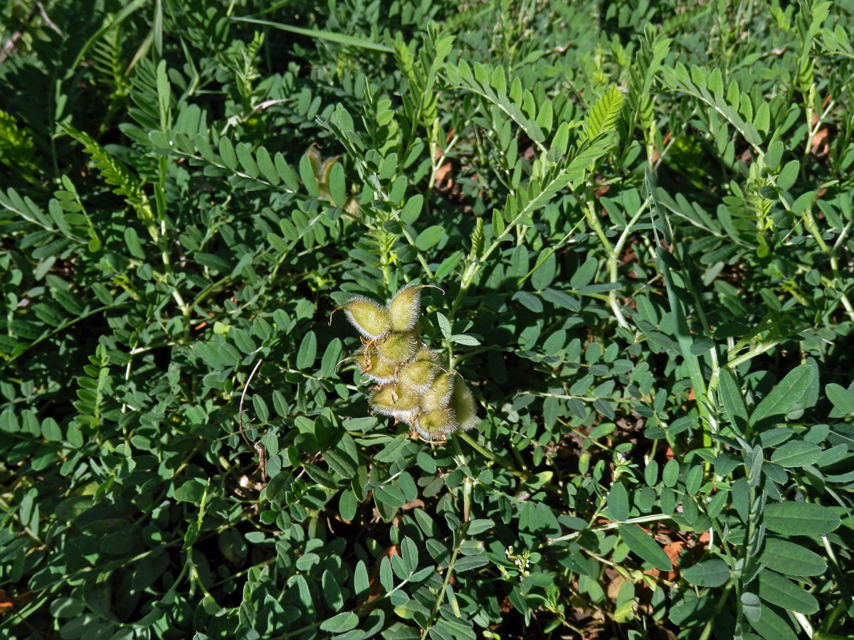 Kozinec cizrnovitý (Astragalus cicer L.)