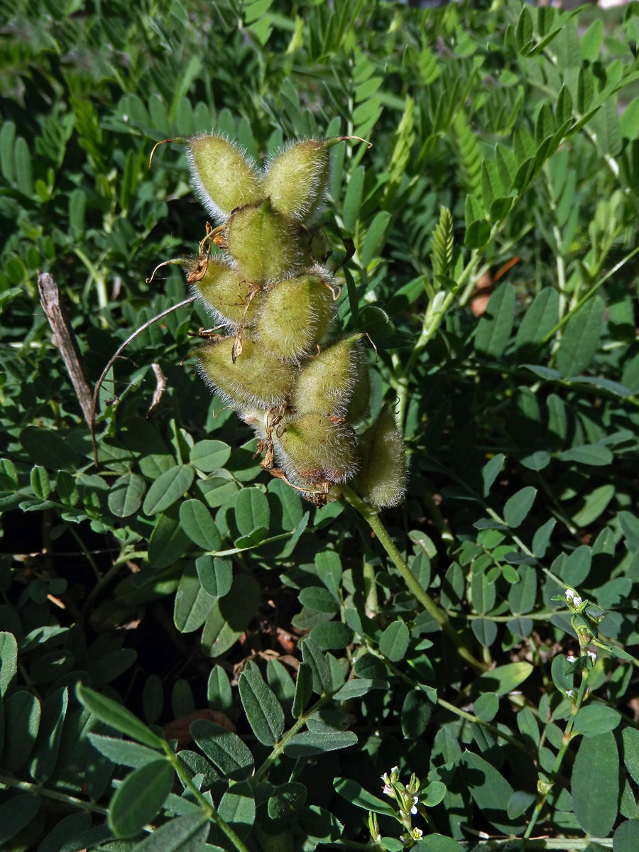 Kozinec cizrnovitý (Astragalus cicer L.)