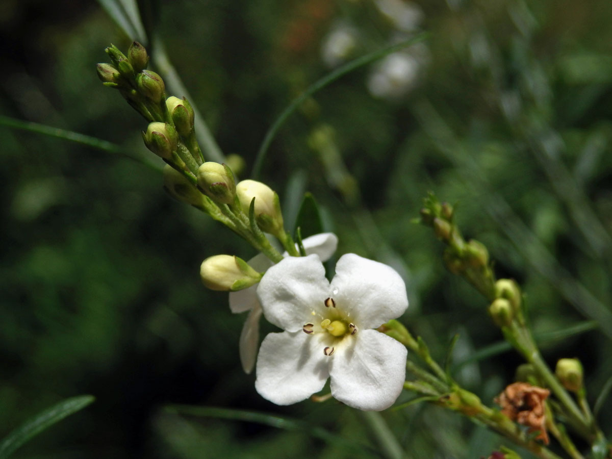 Gomphostigma virgatum (L. f.) Baill.