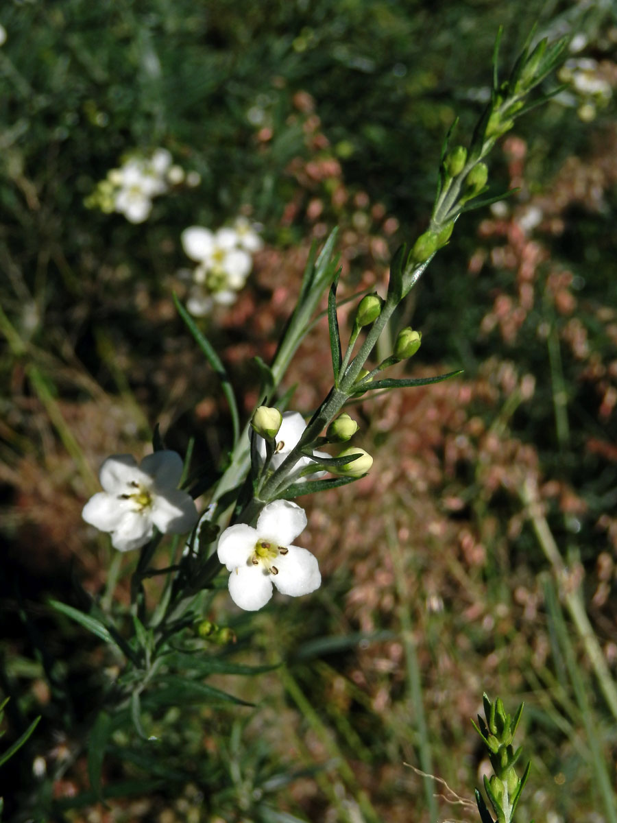 Gomphostigma virgatum (L. f.) Baill.