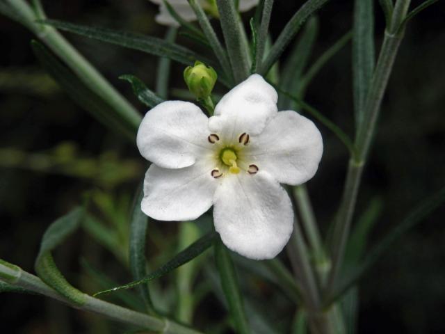 Gomphostigma virgatum (L. f.) Baill., pětičetný květ (1)