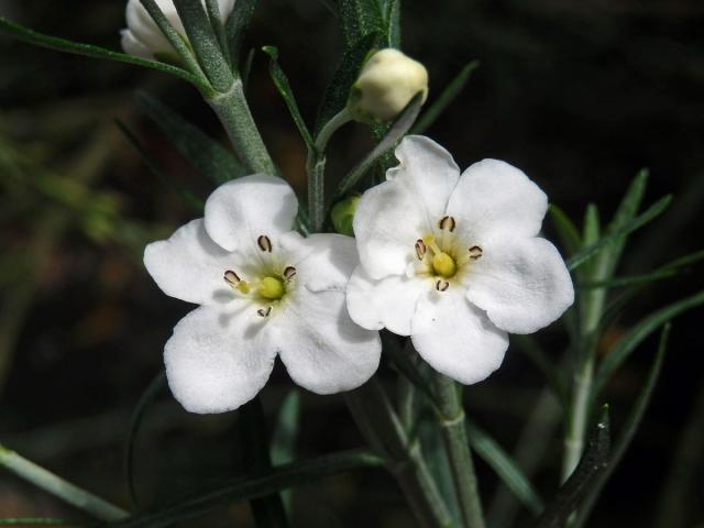 Gomphostigma virgatum (L. f.) Baill., vícečetné květy (1)