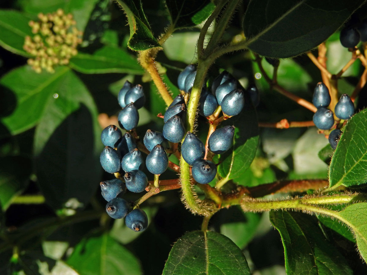 Kalina modroplodá (Viburnum tinus L.)