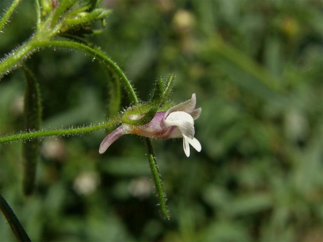 Hledíček menší (Microrrhinum minus (L.) Fourr.)