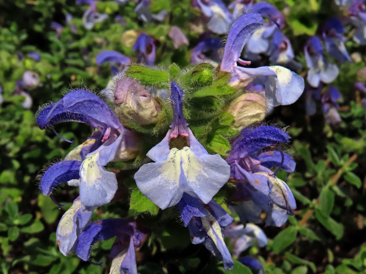 Šalvěj (Salvia africana - caerulea L.)