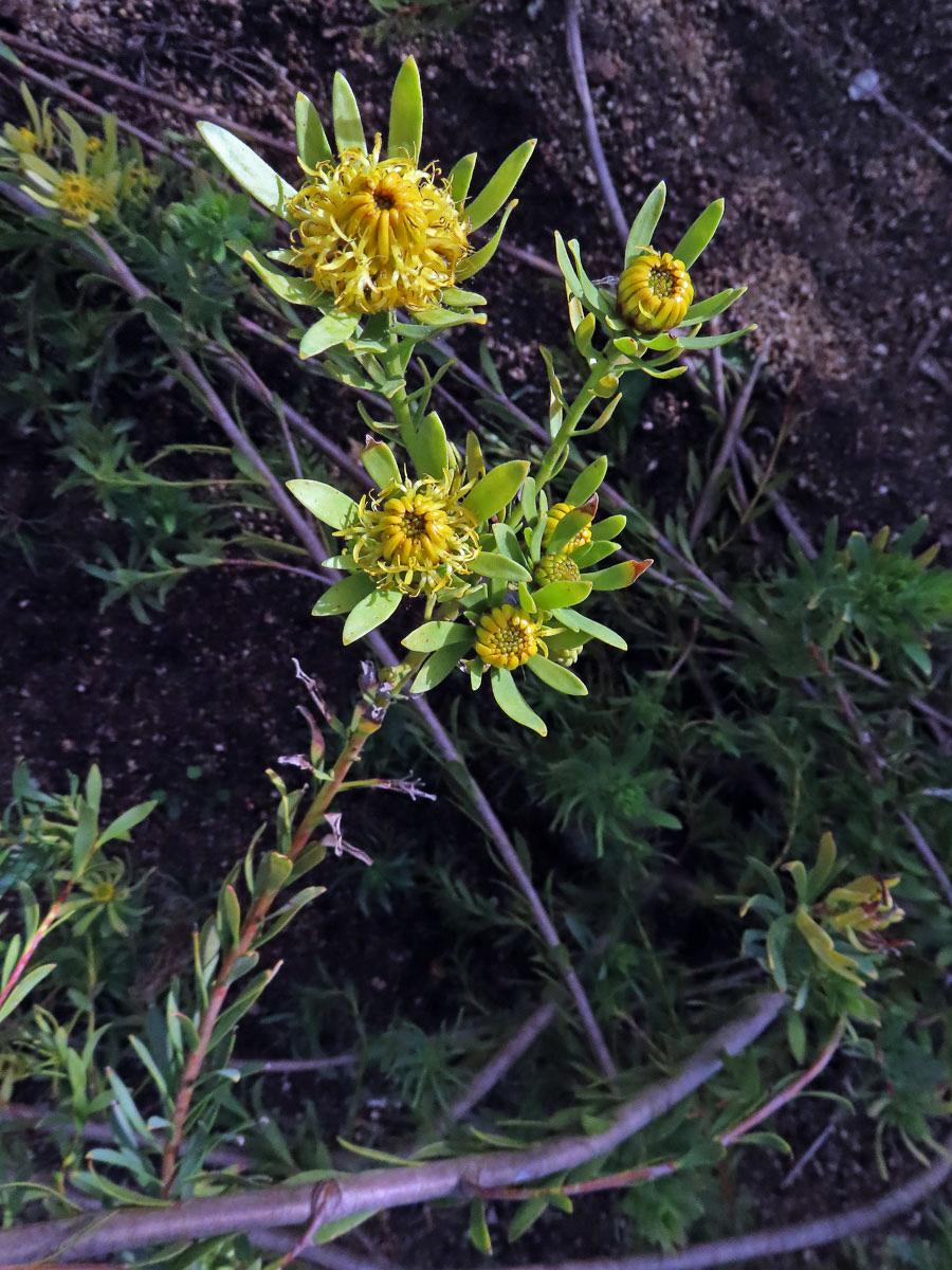 2_Proteaceae