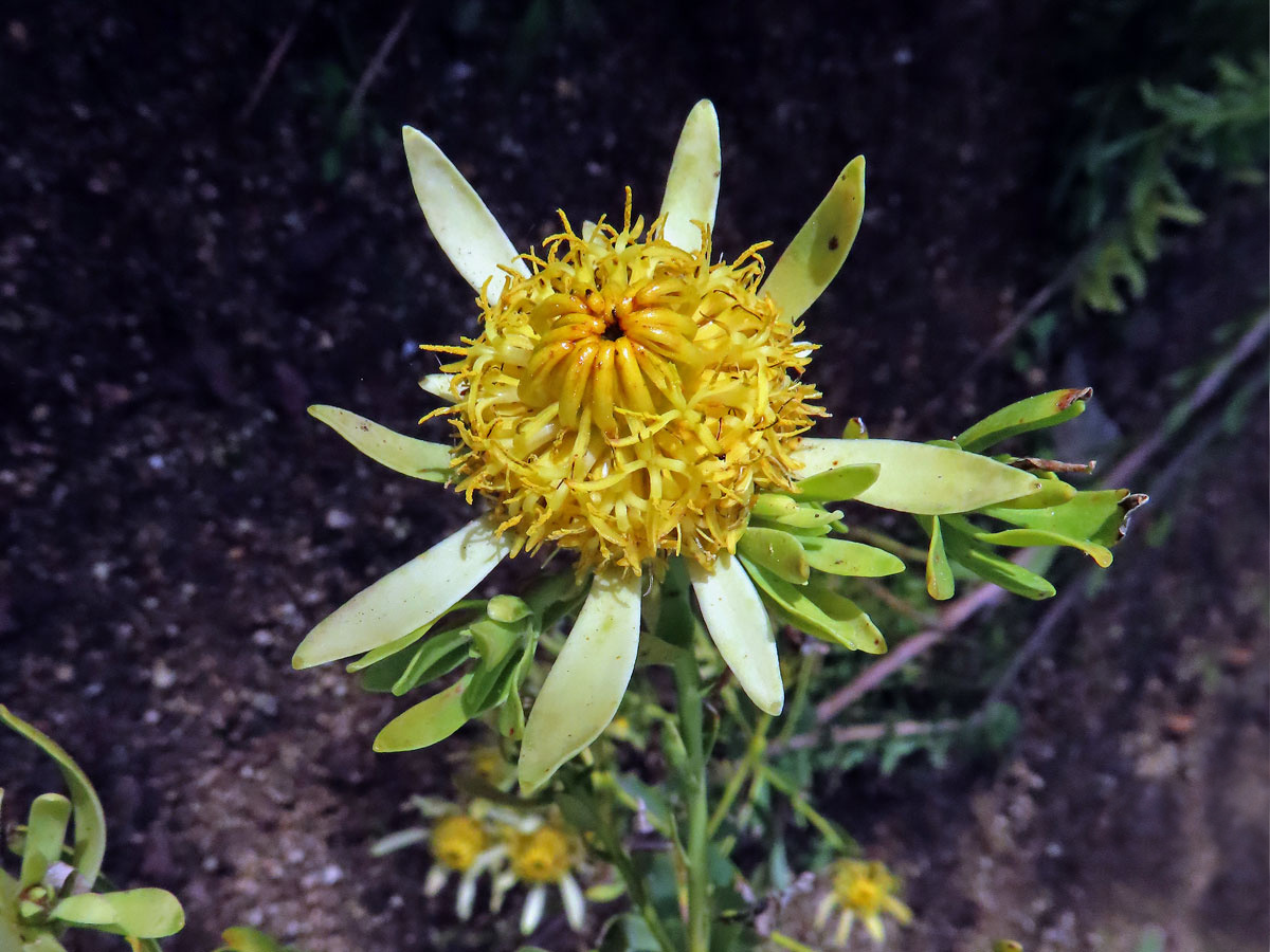 2_Proteaceae