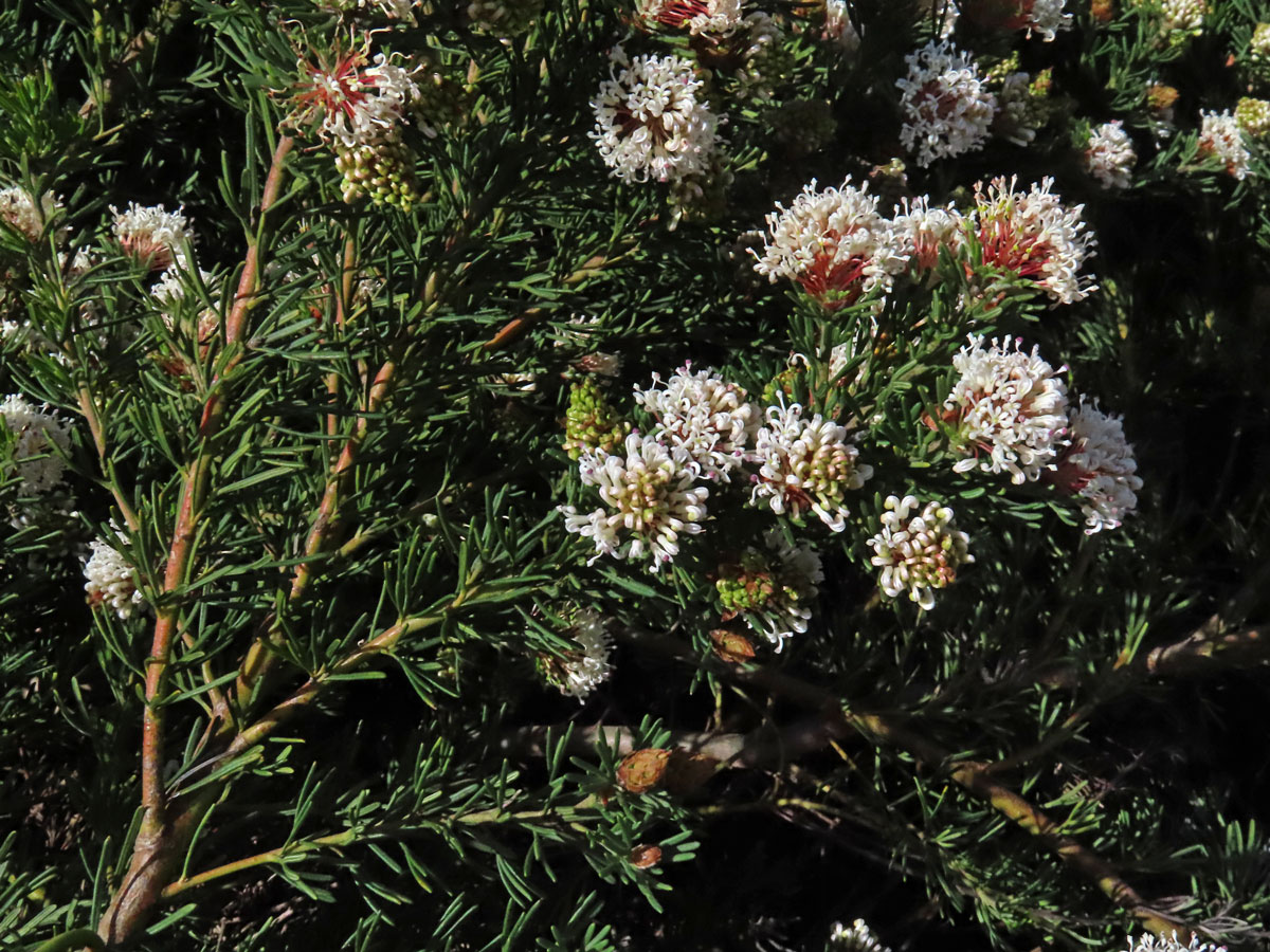 Grevillea crithmifolia R. Br.