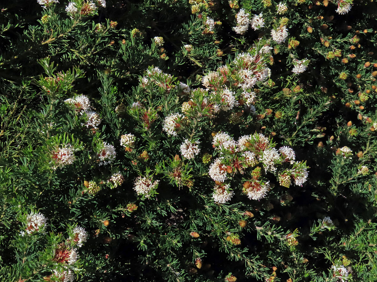 Grevillea crithmifolia R. Br.