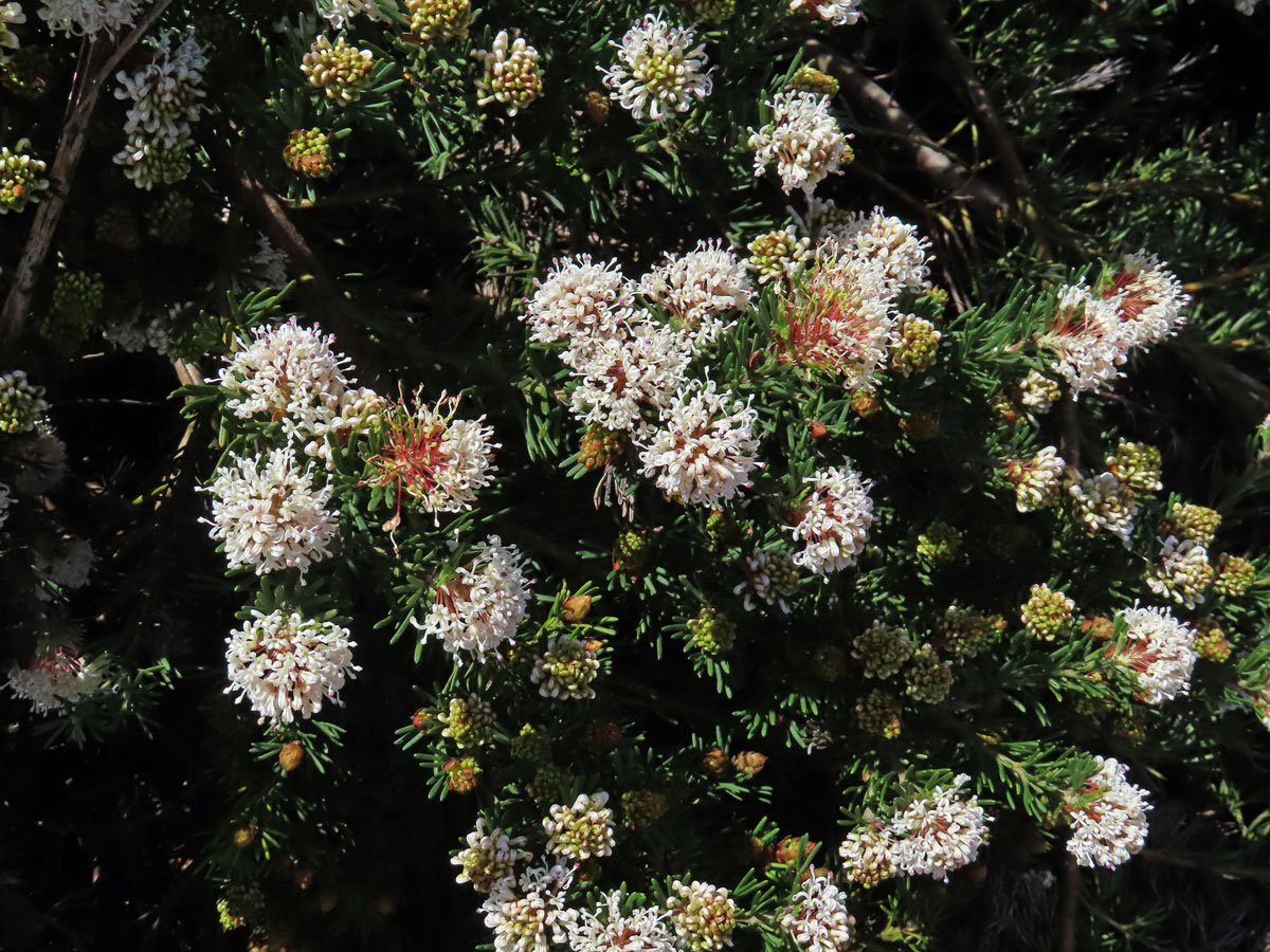 Grevillea crithmifolia R. Br.