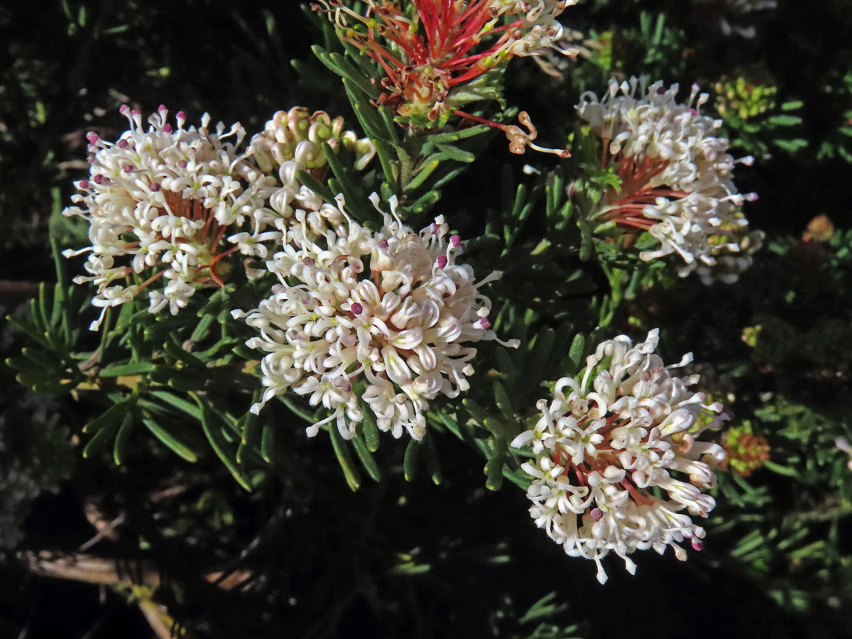 Grevillea crithmifolia R. Br.