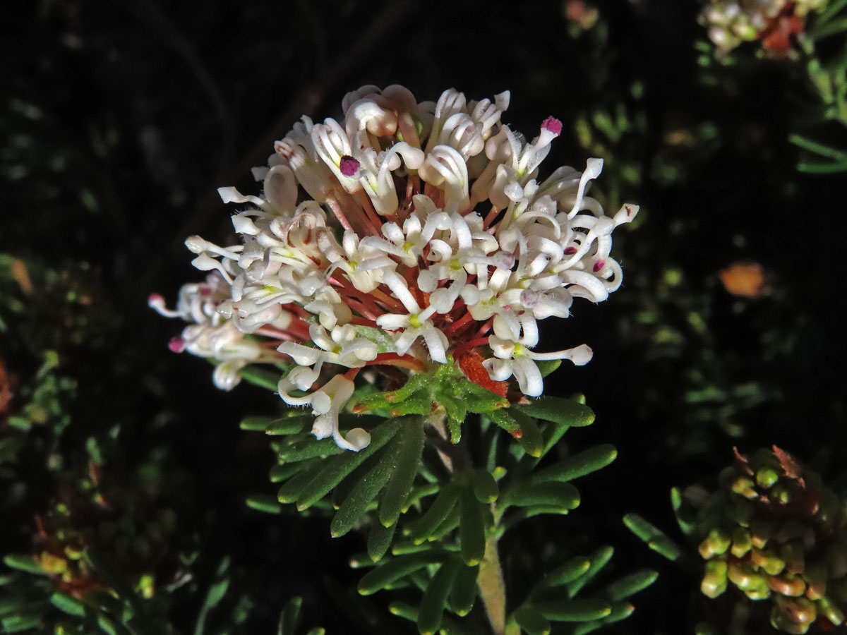 Grevillea crithmifolia R. Br.