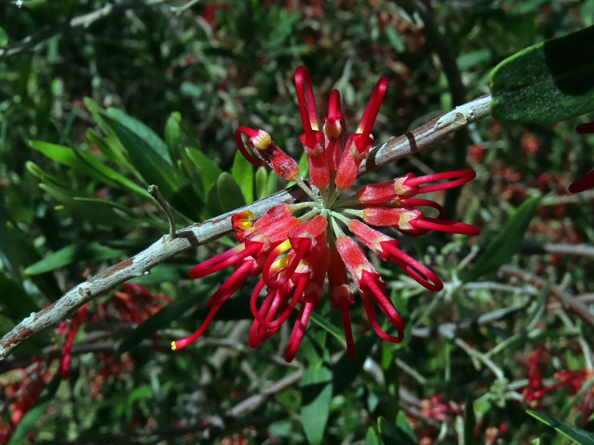 Grevillea olivacea A. S. George