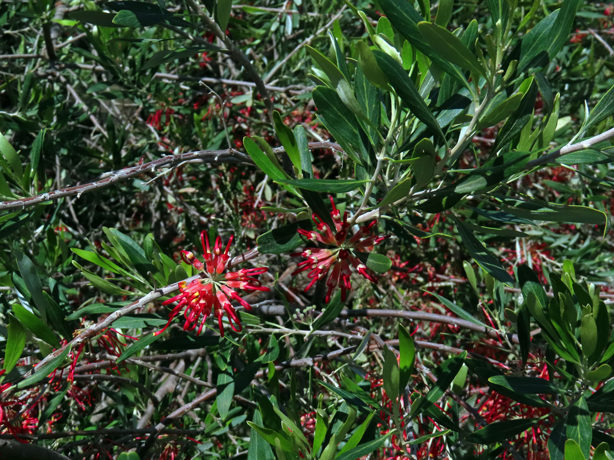 Grevillea olivacea A. S. George