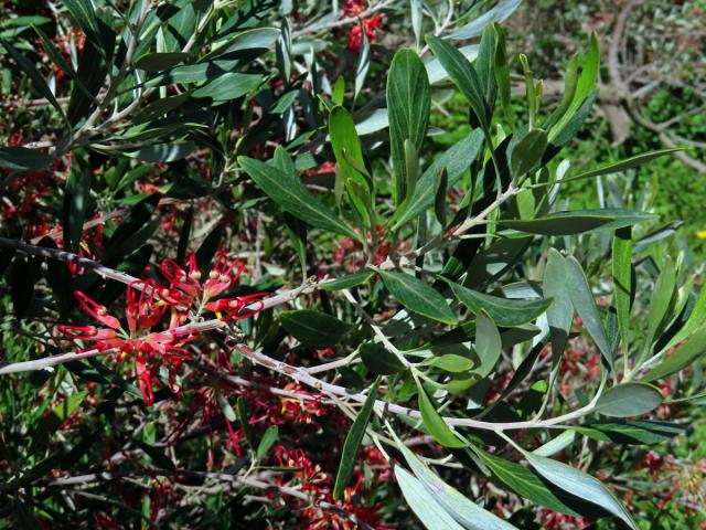 Grevillea olivacea A. S. George