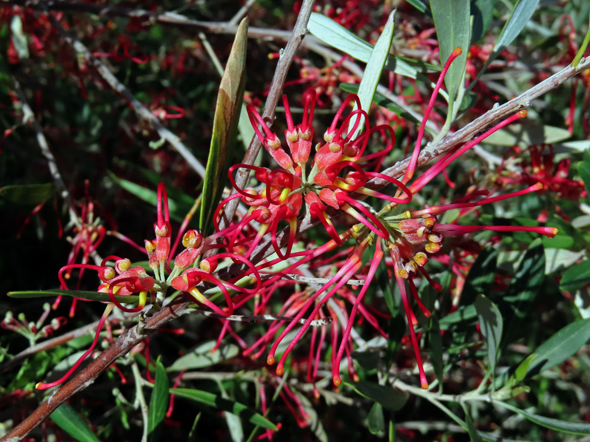 Grevillea olivacea A. S. George