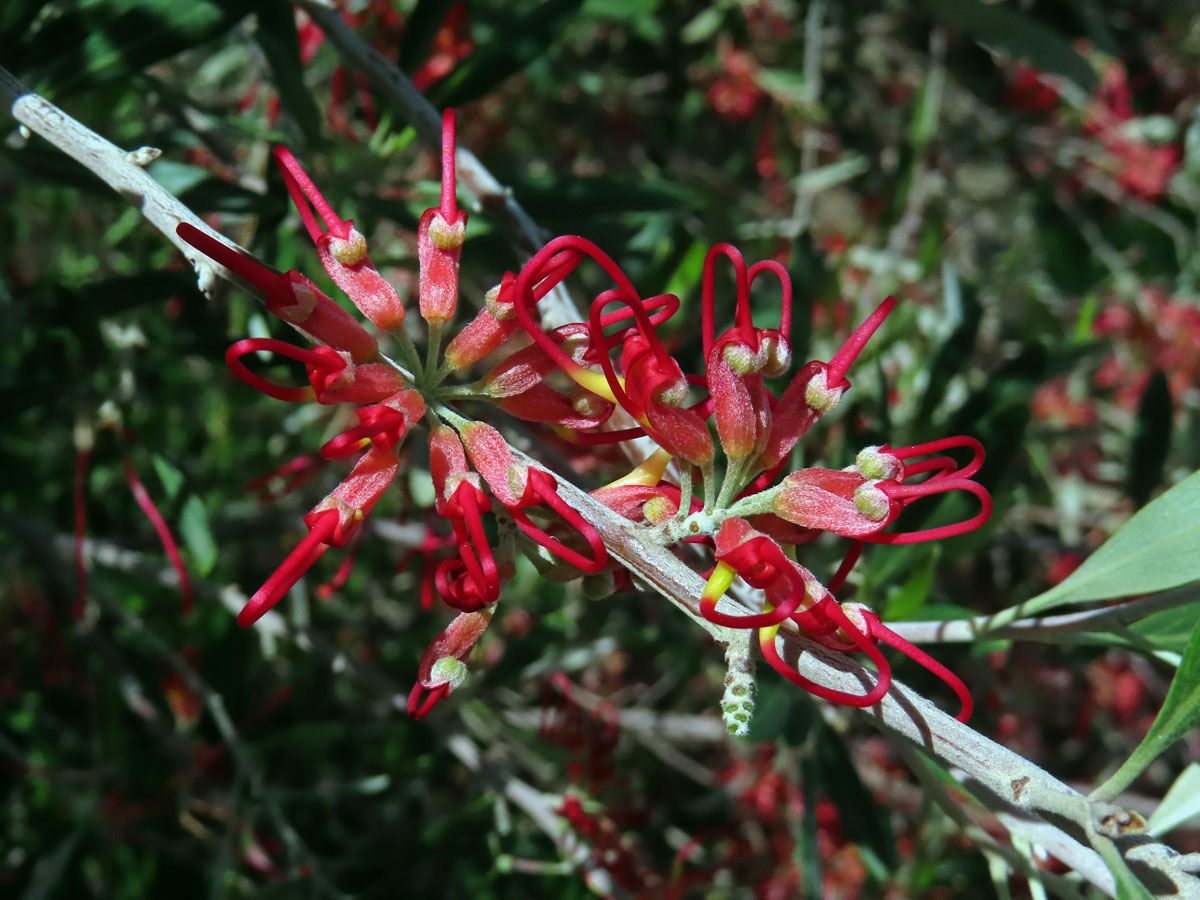 Grevillea olivacea A. S. George