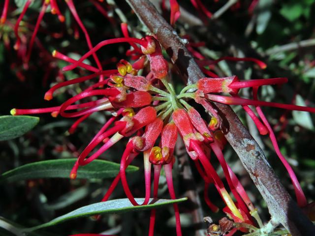 Grevillea olivacea A. S. George