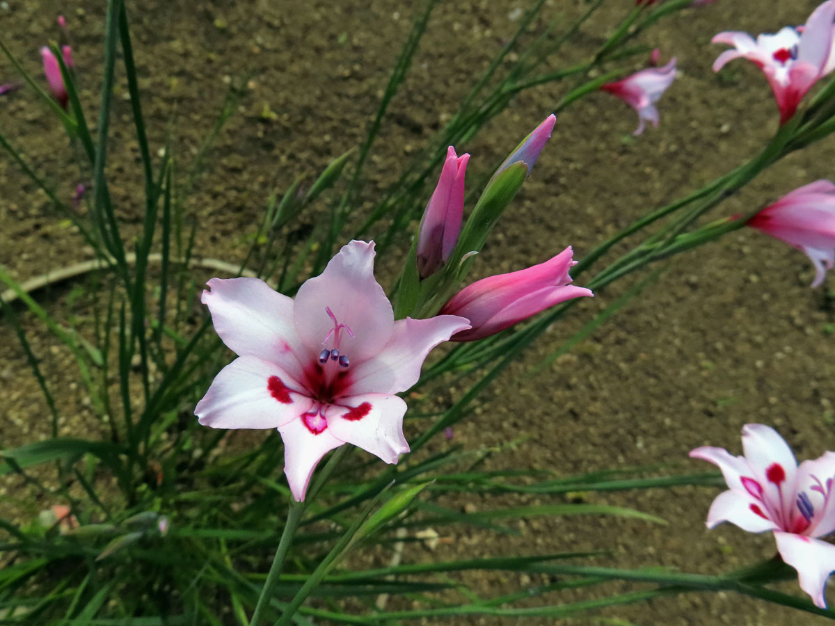 Mečík (Gladiolus carneus D. Delaroche)