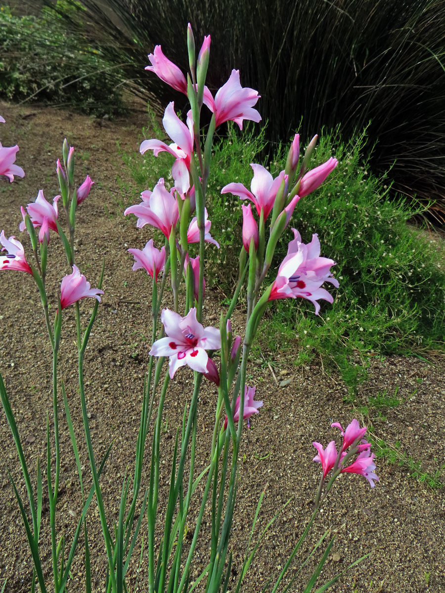 Mečík (Gladiolus carneus D. Delaroche)