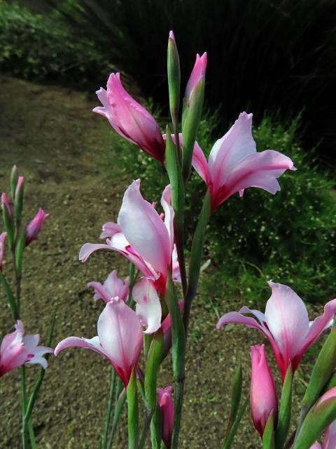 Mečík (Gladiolus carneus D. Delaroche)