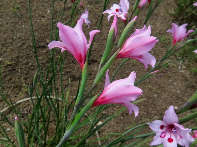 Mečík (Gladiolus carneus D. Delaroche)