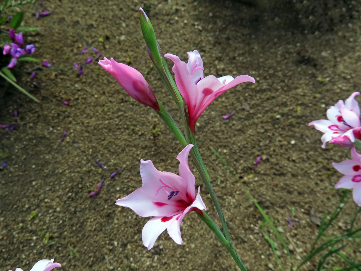 Mečík (Gladiolus carneus D. Delaroche)