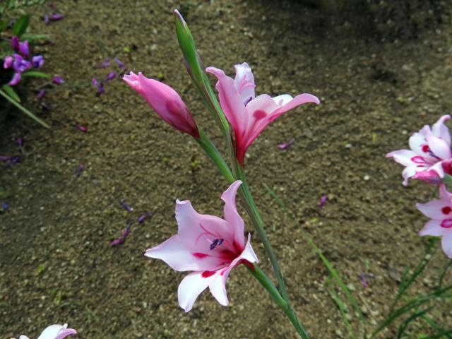 Mečík (Gladiolus carneus D. Delaroche)