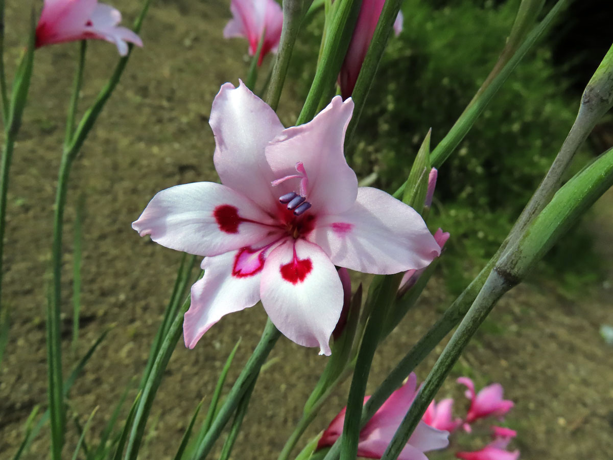 Mečík (Gladiolus carneus D. Delaroche)