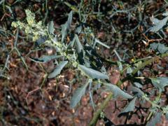 Lebeda růžová (Atriplex rosea L.)