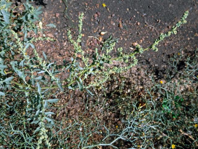 Lebeda růžová (Atriplex rosea L.)