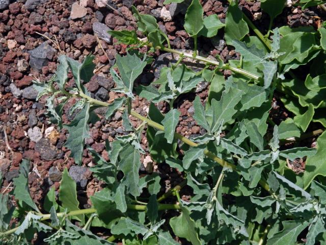 Lebeda růžová (Atriplex rosea L.)