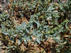 Lebeda růžová (Atriplex rosea L.)