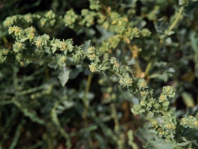 Lebeda růžová (Atriplex rosea L.)