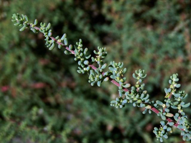 Slanobýl (Salsola divaricata Masson ex Link)