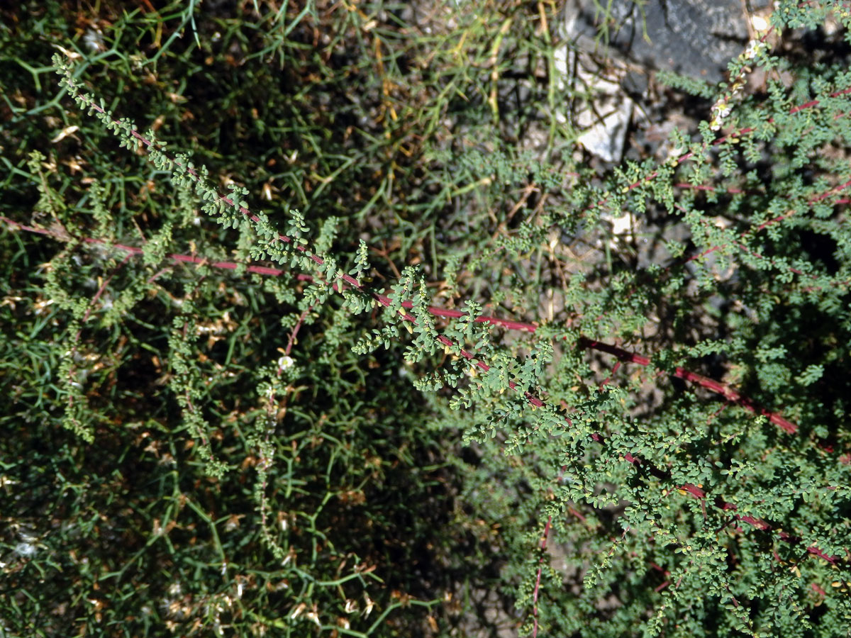 Slanobýl (Salsola divaricata Masson ex Link)