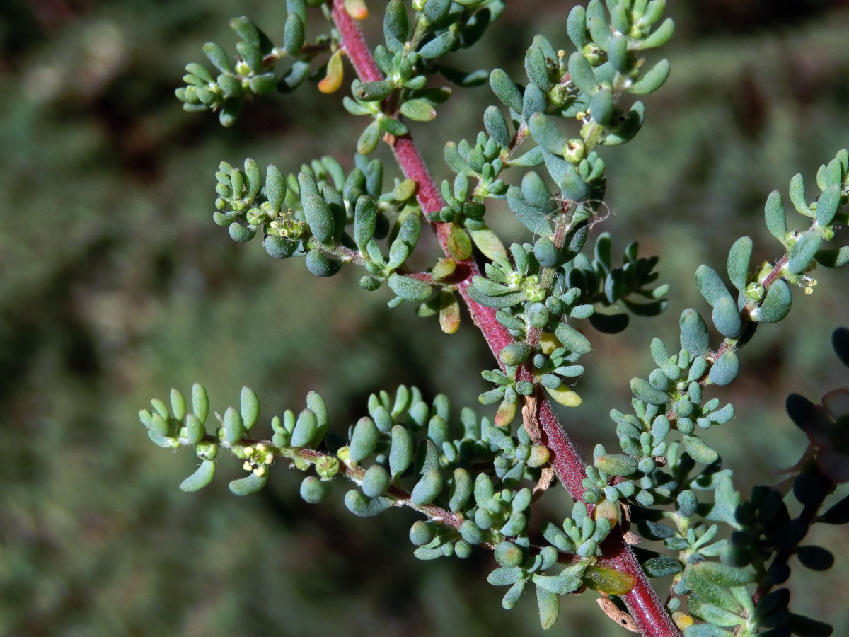 Slanobýl (Salsola divaricata Masson ex Link)