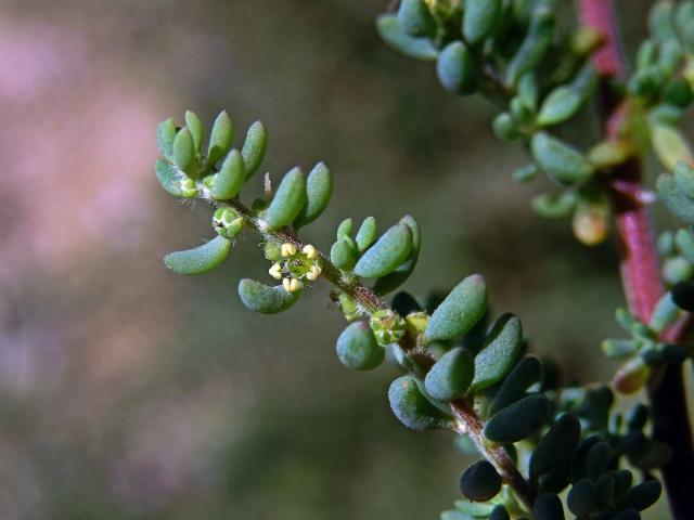 Slanobýl (Salsola divaricata Masson ex Link)