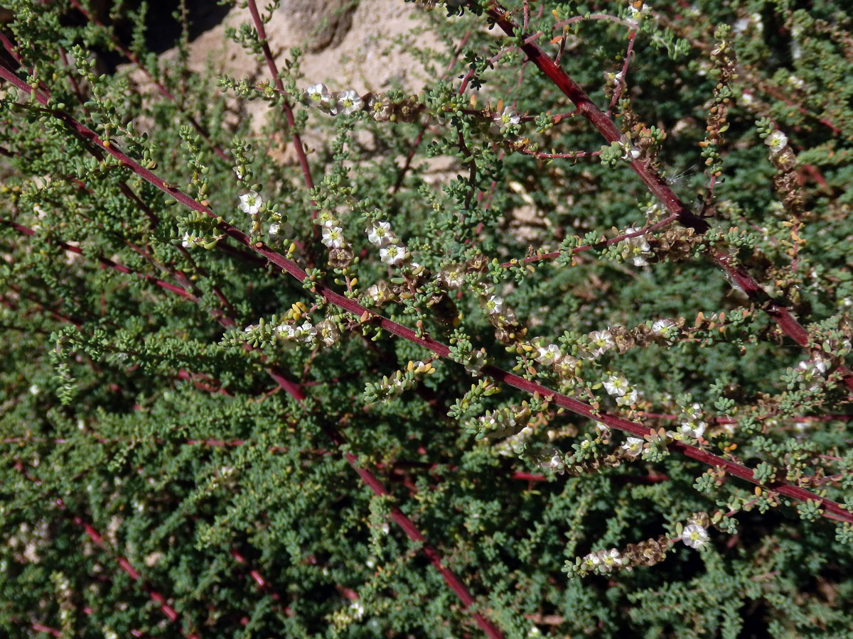 Slanobýl (Salsola divaricata Masson ex Link)