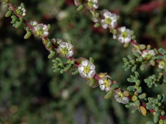 Slanobýl (Salsola divaricata Masson ex Link)