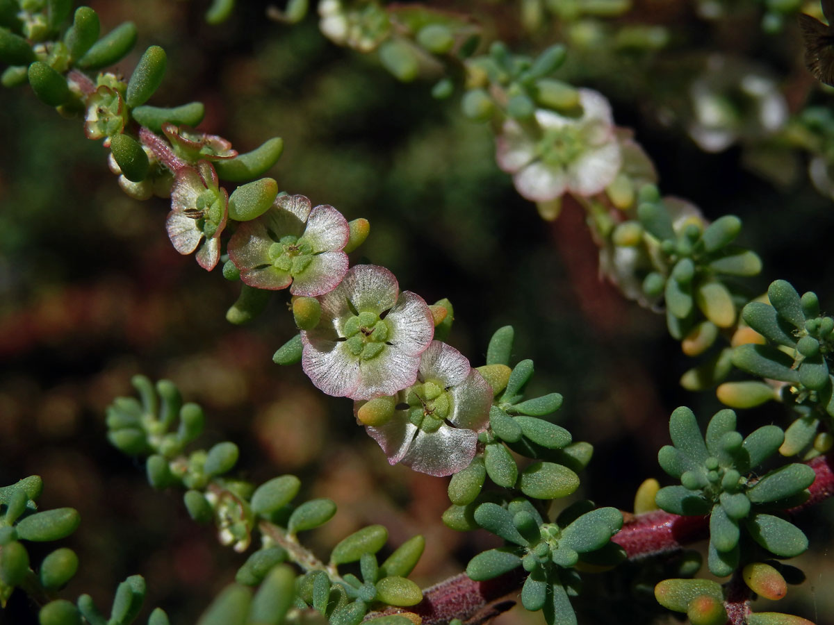 Slanobýl (Salsola divaricata Masson ex Link)