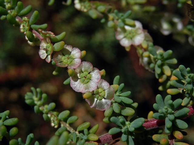 Slanobýl (Salsola divaricata Masson ex Link)