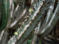 Myrtillocactus geometrizans (Mart. ex Pfeiff.) Console