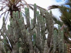 Myrtillocactus geometrizans (Mart. ex Pfeiff.) Console