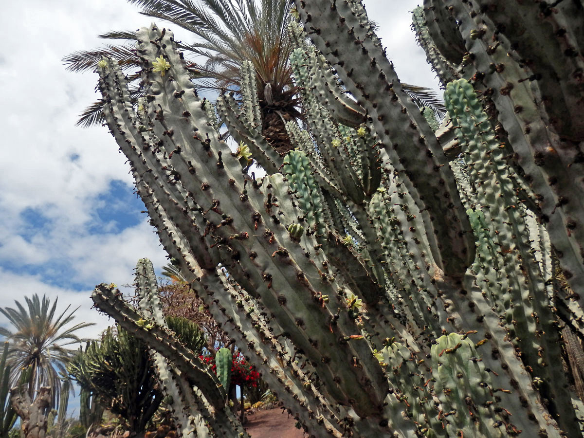 Myrtillocactus geometrizans (Mart. ex Pfeiff.) Console